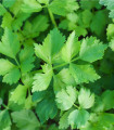 Celer listový kadeřavý Pikant - Apium graveolens var. Secalinum - semena - 400 ks