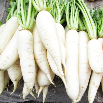 Ředkvička Rampouch - Raphanus sativus - semena ředkvičky - 100 ks