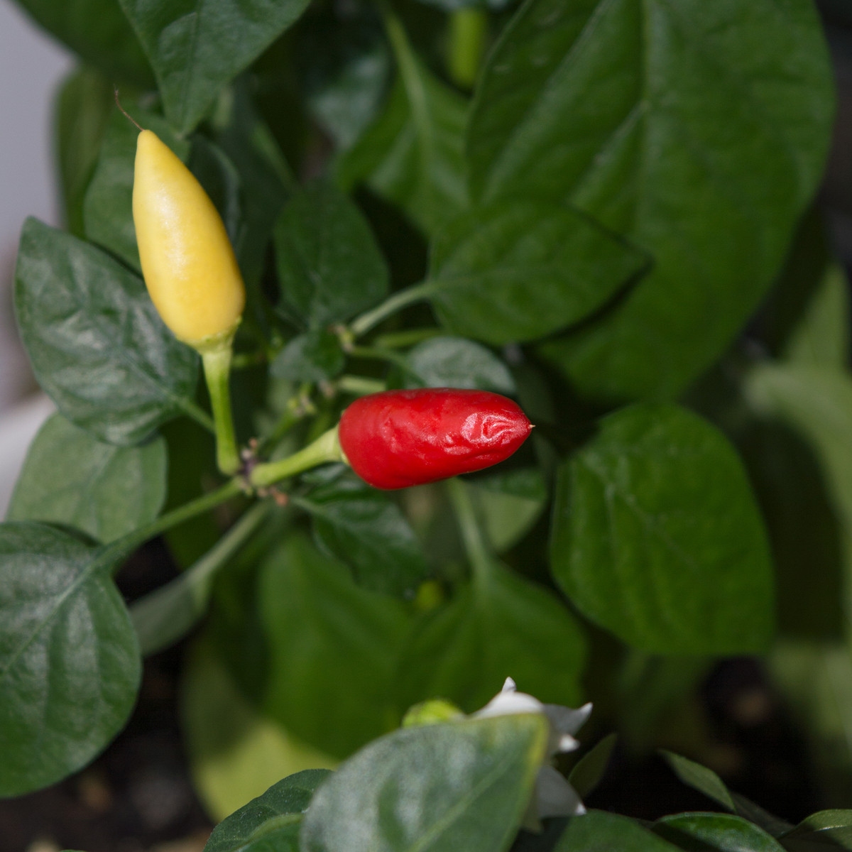 Chilli Little Elf - Capsicum chinense - semena chilli - 6 ks