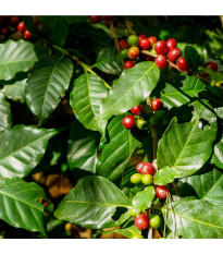 Kávovník arabský - Coffea arabica - semena kávovníku - 5 ks