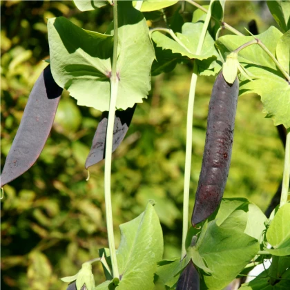 Hrách fialový Blauwschokker - Pisum sativum - semena hrachu - 25 ks