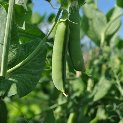 Hrách setý dřeňový - Vada - Pisum sativum - semena - 10 gr