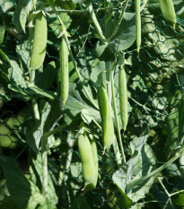 Hrách cukrový Norli - Pisum sativum - semena hrachu - 60 ks