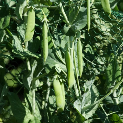 Hrách cukrový Norli - Pisum sativum - semena hrachu - 60 ks