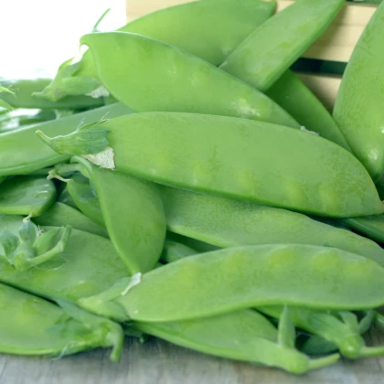 Hrách cukrový - Oregon - Pisum sativum - semena - 60 ks