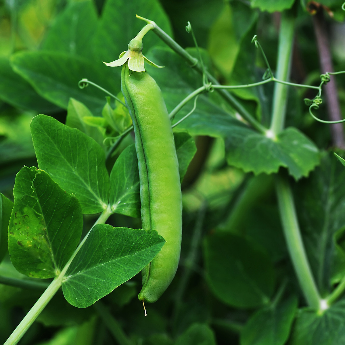 Hrách setý dřeňový Senator - Pisum sativum - semena hrachů - 50 ks