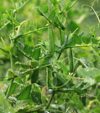 Hrách dřeňový Gloriosa - Pisum sativum - semena hrachu - 85 ks