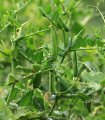Hrách dřeňový Gloriosa - Pisum sativum - semena hrachu - 85 ks