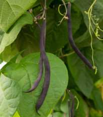 Fazole tyčková modrá Blauhilde - Phaseolus vulgaris - semena fazole - 20 ks