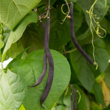 Fazole tyčková modrá Blauhilde - Phaseolus vulgaris - semena fazole - 20 ks