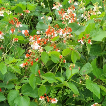 Fazole šarlatová pnoucí Hestia - Phaseolus coccineus - semena fazole - 10 ks