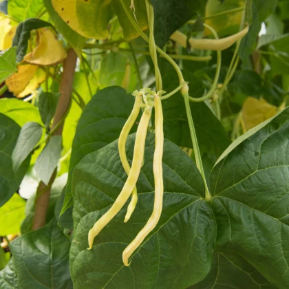 Fazole tyčková Neckargold - Phaseolus vulgaris - semena fazole - 15 ks