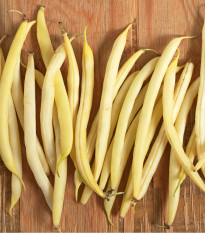 Fazole keříčkový Sonesta - Phaseolus vulgaris - semena fazole - 20 ks