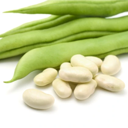 Fazol keříčkový Dublette - Phaseolus vulgaris var. nanus - semena fazolu - 20 ks