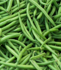 Fazole keříčková Saxa - Phaseolus vulgaris - semena fazole - 20 ks