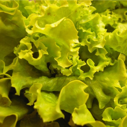 Salát hlávkový Maikönig - Lactuca sativa - semena salátu - 800 ks