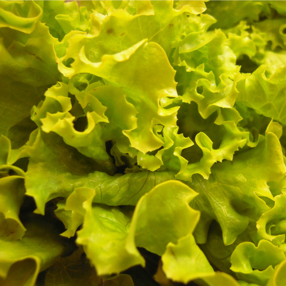 Salát hlávkový Maikönig - Lactuca sativa - semena salátu - 800 ks