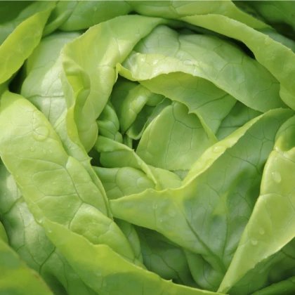 Salát ledový Ledové jezero - Lactuca sativa - semena salátu - 100 ks
