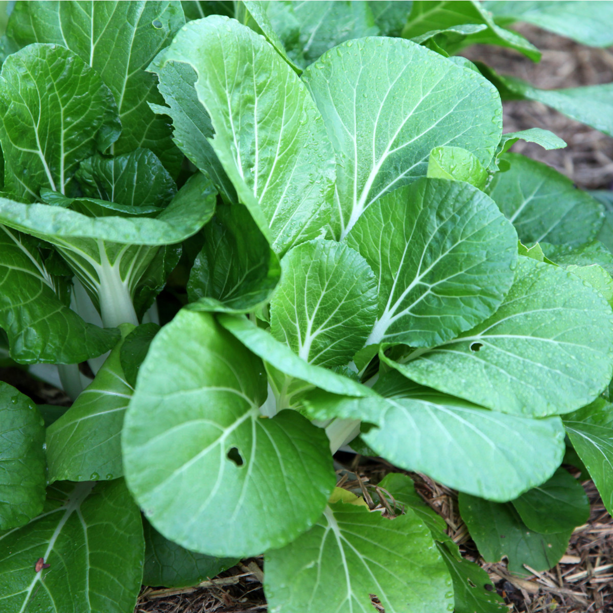 Hořčice salátová Misome F1 - Brassica campestris - semena hořčice - 20 ks
