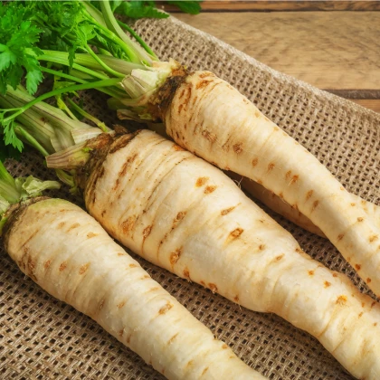 Petržel Konika - Petroselinum crispum - semena petržele - 700 ks