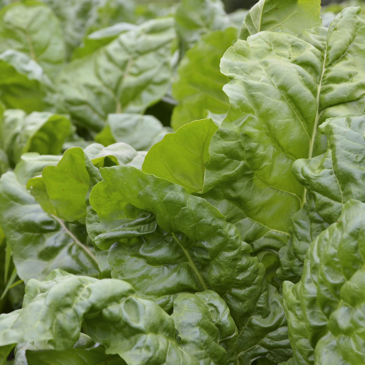 Mangold zelený Gewone - Beta vulgaris - semena mangoldu - 180 ks