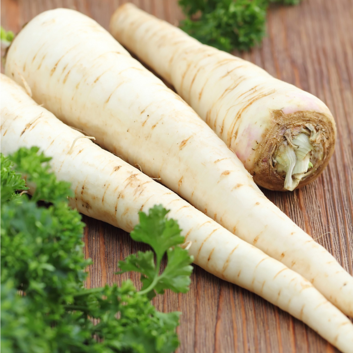 Pastiňák setý Gladiator F1 - Pastinaca sativa - semena - 0,3 g
