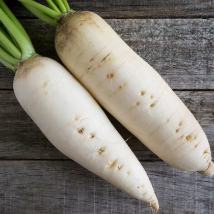 Ředkev bílá Rex - Raphanus sativus - semena ředkve - 80 ks