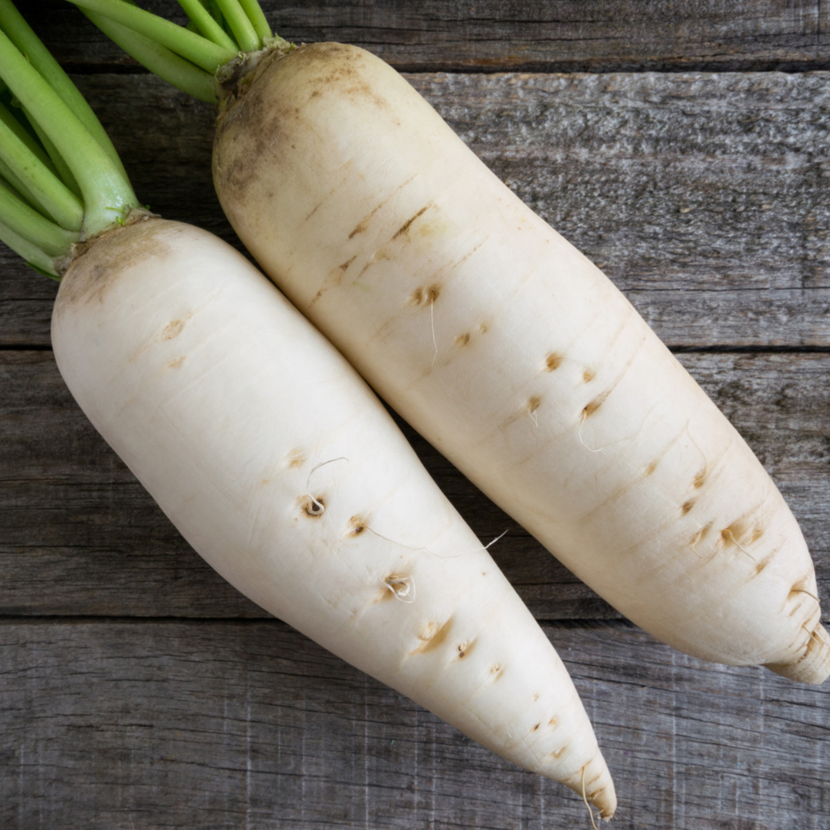 Ředkev bílá Rex - Raphanus sativus - semena ředkve - 80 ks