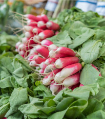 Ředkev Francouzská snídaně - Raphanus sativus - semena ředkve - 45 ks