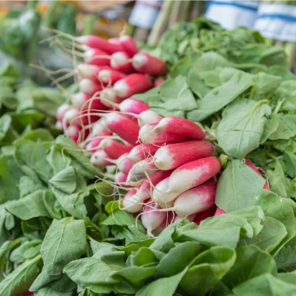 Ředkev Francouzská snídaně - Raphanus sativus - semena ředkve - 45 ks