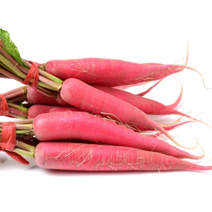 Ředkev Karmína - Raphanus sativus - semena ředkve - 45 ks