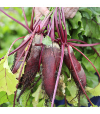 Řepa salátová Forono - Beta vulgaris - semena řepy - 160 ks