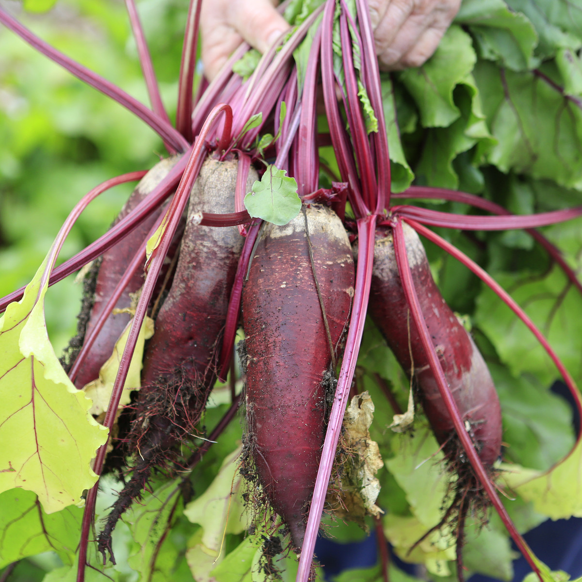 Řepa salátová Forono - Beta vulgaris - semena řepy - 160 ks