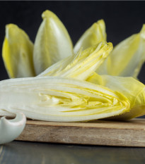 Čekanka belgická Di Bruxelles - Cichorium intybus - semena čekanky - 250 ks