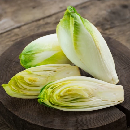 Čekanka salátová - Cichorium intybus - semena čekanky - 180 ks