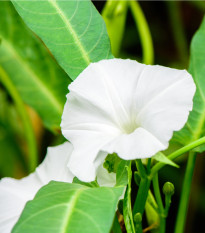 Povíjnice vodní - Špenát vodní - Ipomoea aquatic - semena povíjnice - 15 ks