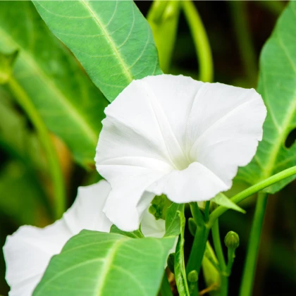 Povíjnice vodní - Špenát vodní - Ipomoea aquatic - semena povíjnice - 15 ks