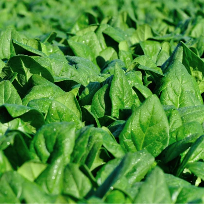 Špenát setý zelný Monnopa - Spinacia oleracea - semena špenátu - 100 ks