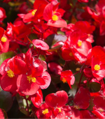 Begónie drobnokvětá červená - Begonia multiflora maxima - prodej cibulovin - 2 ks