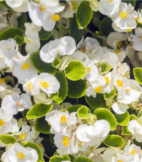 Begónie drobnokvětá bílá - Begonia multiflora maxima - prodej cibulovin - 2 ks