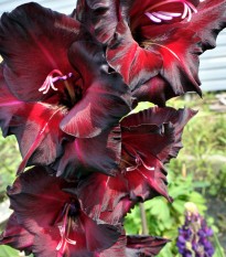 Gladiol Black Star - Gladiolus - hlízy mečíku - 3 ks