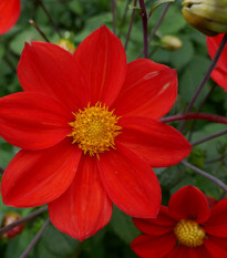 Jiřinka Topmix červená - Dahlia - hlízy jiřinky - 1 ks