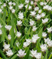 Kurkuma bílá - Curcuma alismatifolia - cibuloviny - 1 ks