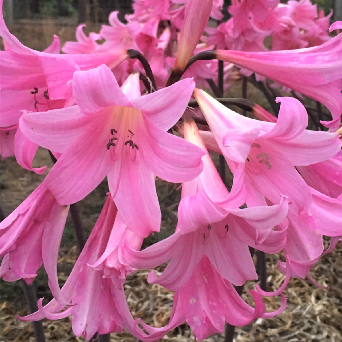 Amarylka Belladonna - Amaryllis - cibule amarylky - 1 ks