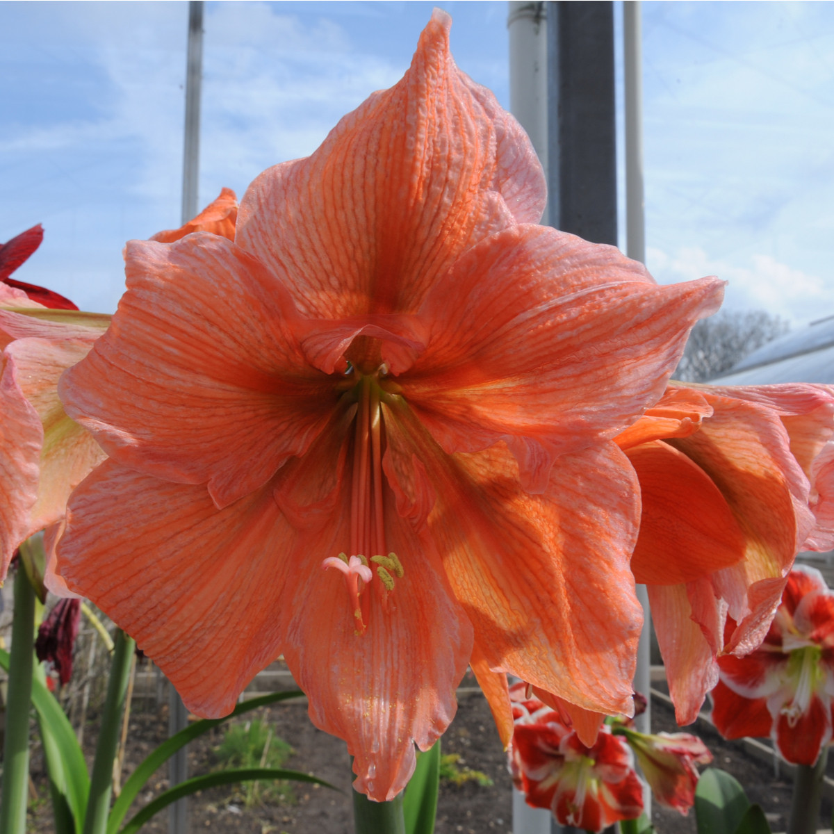 Hvězdník Rilona - Hippeastrum - cibule hvězdníku - 1 ks