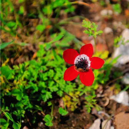 Sasanka Hollandia - Anemone - hlízy sasanky - 3 ks