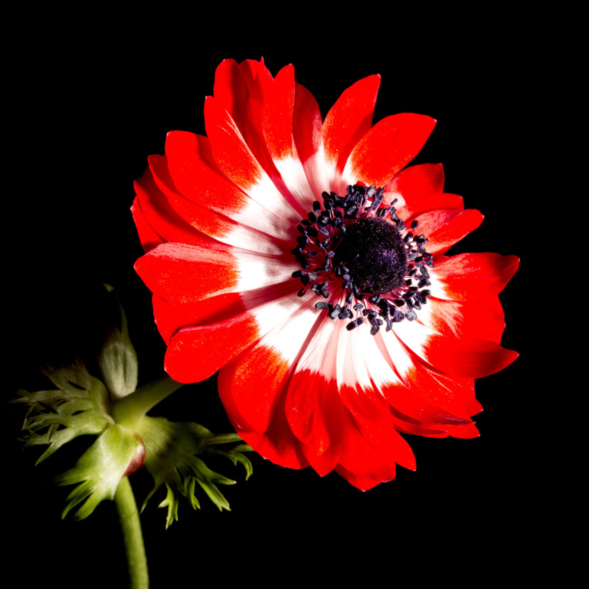 Sasanka Governor - Anemone - hlízy sasanky - 3 ks