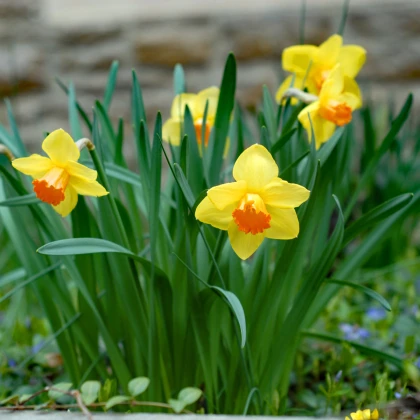 Narcis Jetfire - Narcissus L. - cibule narcisu - 3 ks