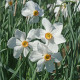 Narcis Actaea - Narcissus poeticus - cibule narcisu - 3 ks