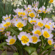 Tulipán Bakerii Lilac Wonder - Tulipa saxatilis - cibule tulipánu - 3 ks